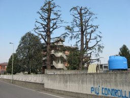 Potatura degli alberi SBAGLIATA